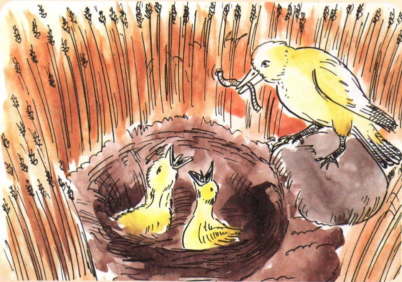 Tarla Kuşu İle Yavruları Masalı | Masal, Hikaye, Öykü Dinle